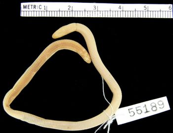 Media type: image; Herpetology R-55189